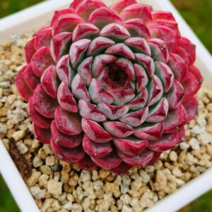 Echeveria Purple Sunflower