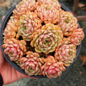 Echeveria Ben Badis Cluster