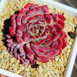 Echeveria Purple Sunflower cluster