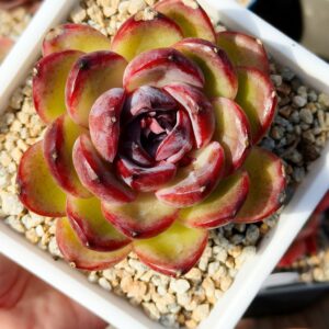 Echeveria Orange Crystal XL