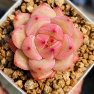Echeveria Shallot Champagne