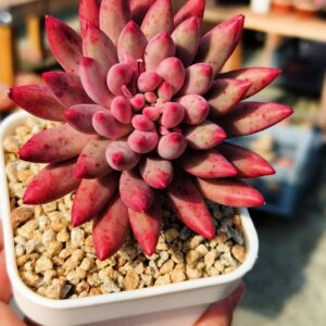 Pachyphytum YuMeiRen (M)