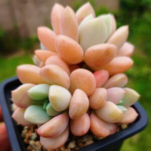 Echeveria Amore Party / Spotted Dear Cluster S