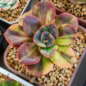 Echeveria Blue Metal variegata
