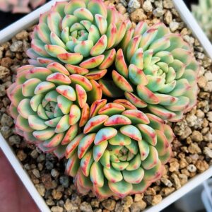 Echeveria Pink Minima variegata cluster