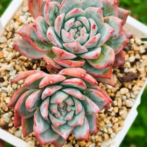 Echeveria Bluebird double têtes