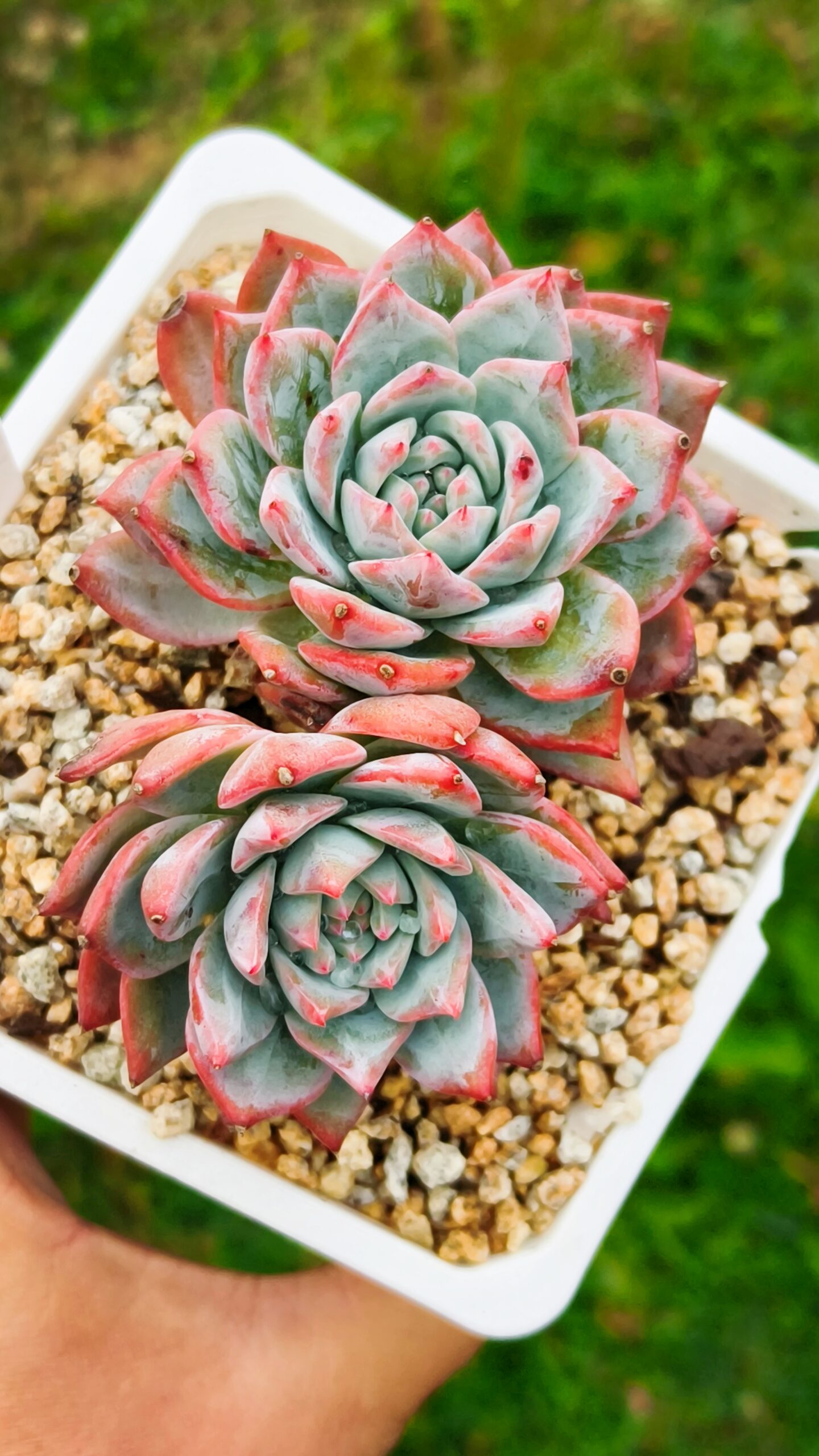 Echeveria Bluebird double têtes