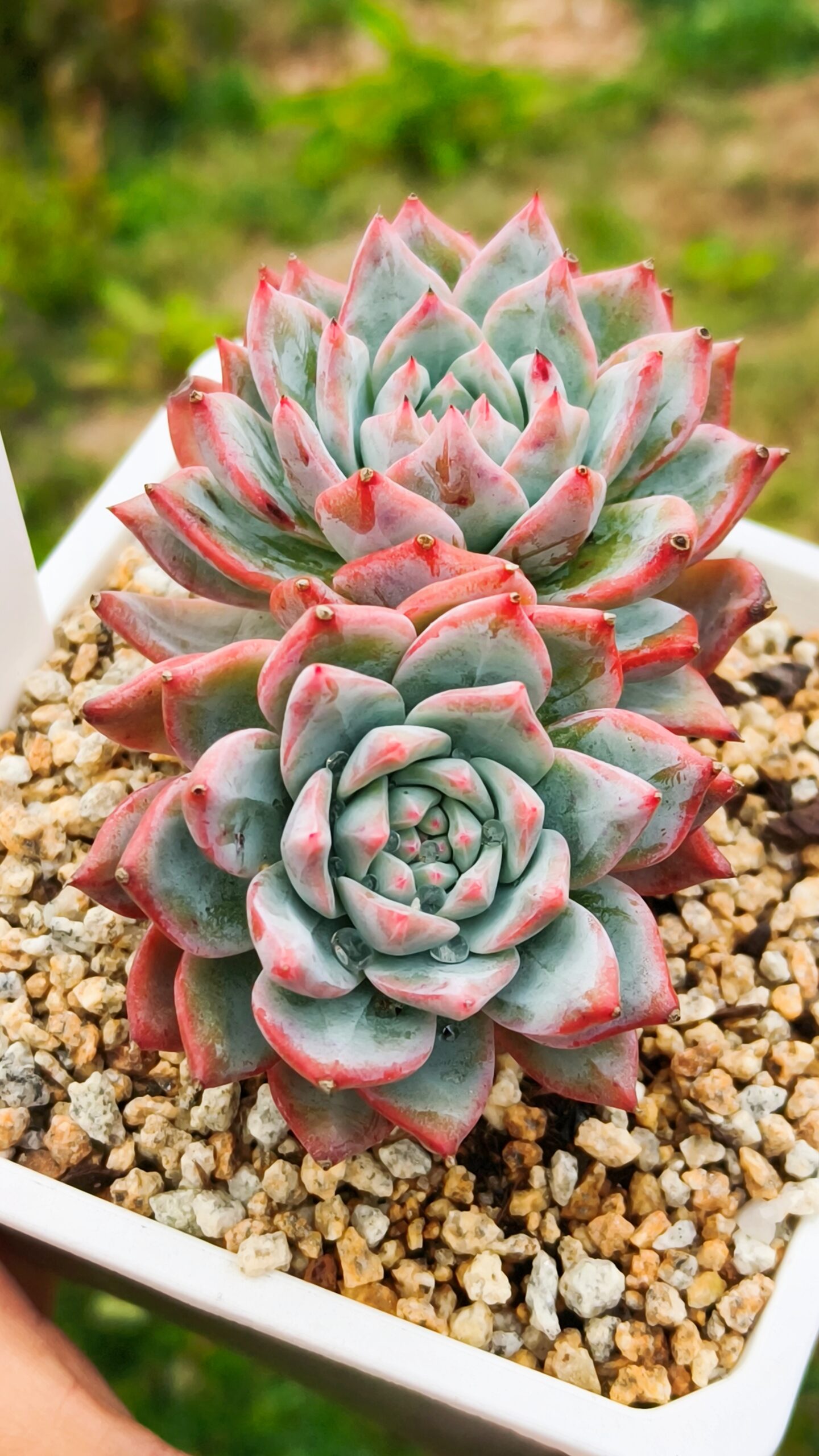 Echeveria Bluebird double têtes – Image 2