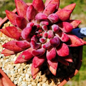 Pachyphytum YuMeiRen (L)