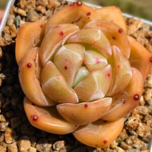 Echeveria Q Orange