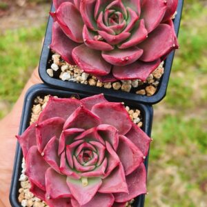 Echeveria Corsican Rose