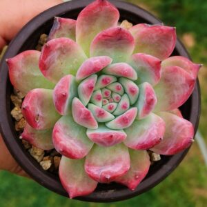 x Echeveria Chihuahuaensis 'Honey'