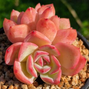 Echeveria Strawberry Candy
