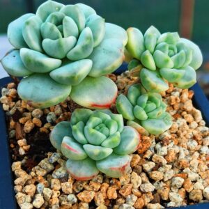 x Sedeveria Pudgye variegata cluster B