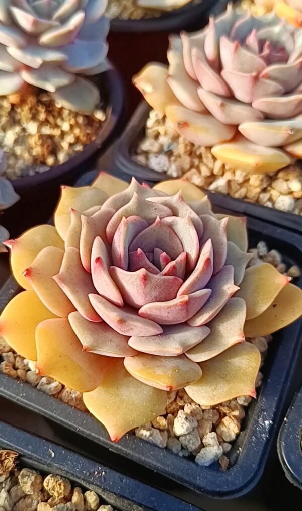 Echeveria Pink Butterfly