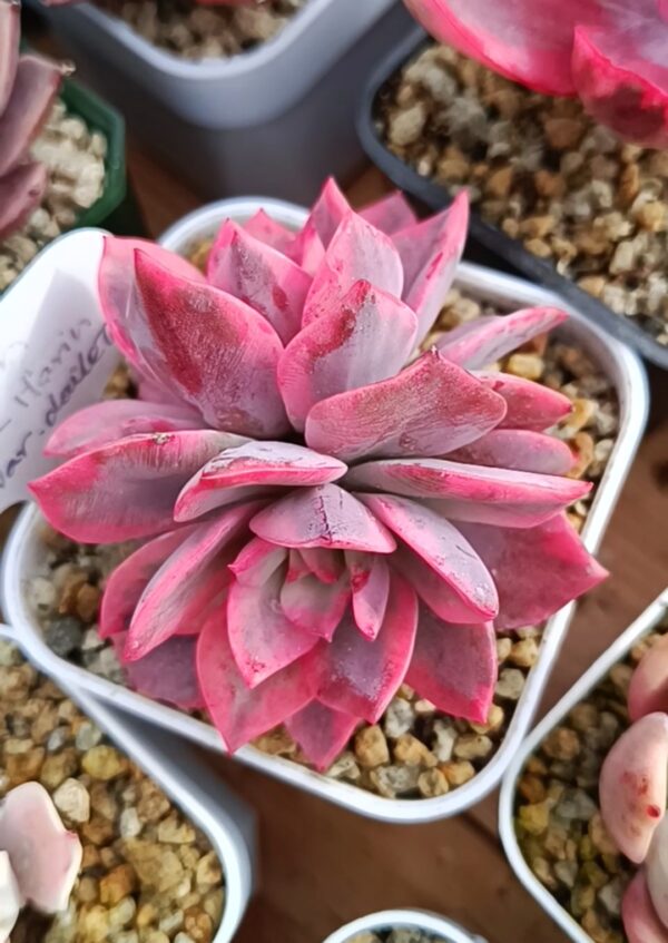 Echeveria Pink Harin variegata double têtes – Image 3