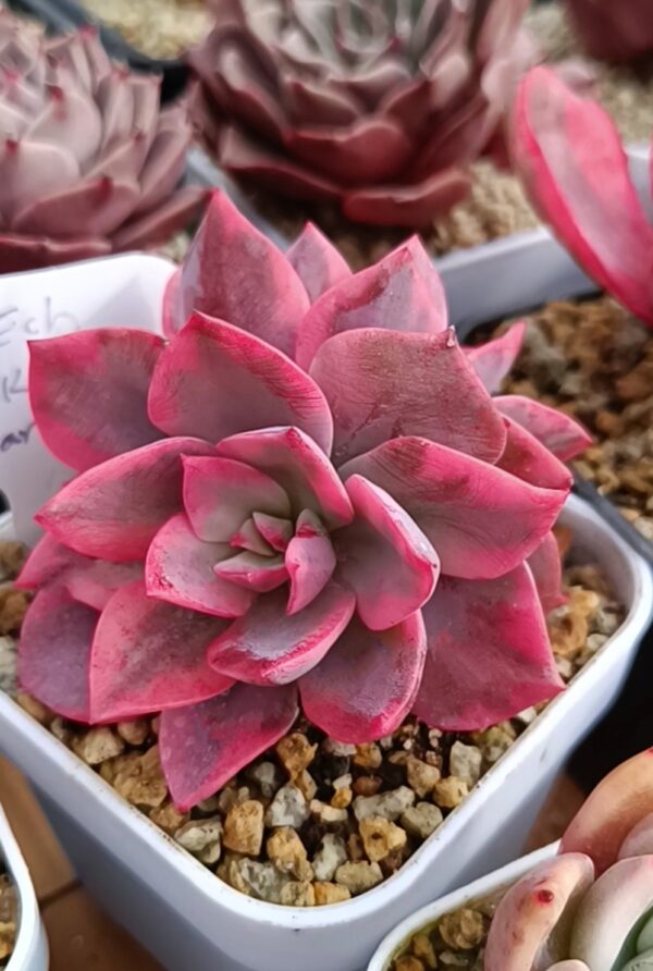 Echeveria Pink Harin variegata double têtes