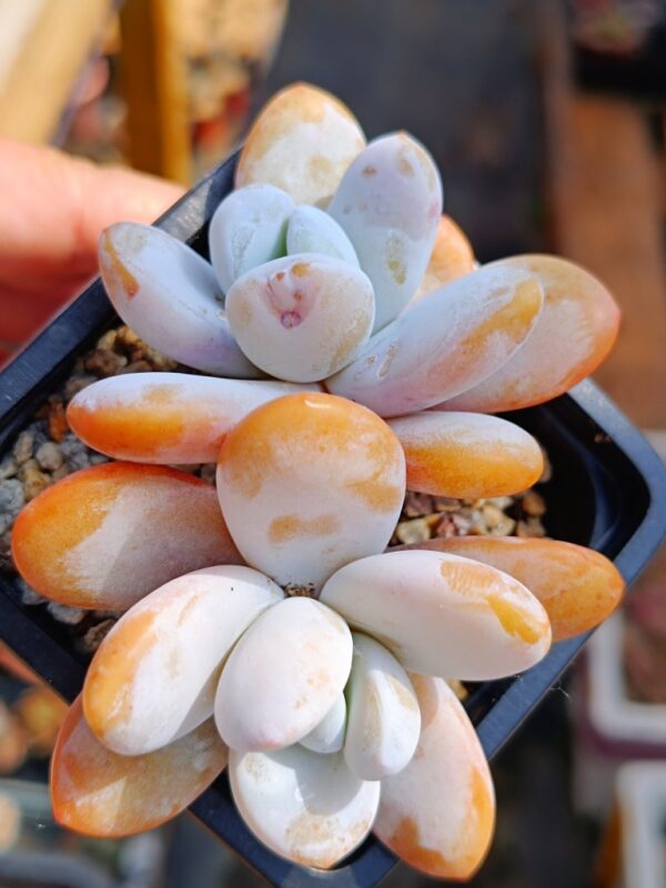 Pachytphytum Cuicatecanum double têtes