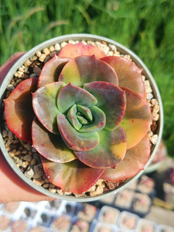 Echeveria Blue Metal variegata – Image 3
