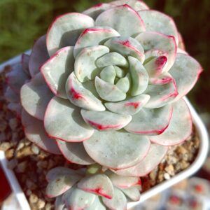 x Sedeveria Pudgye variegata cluster