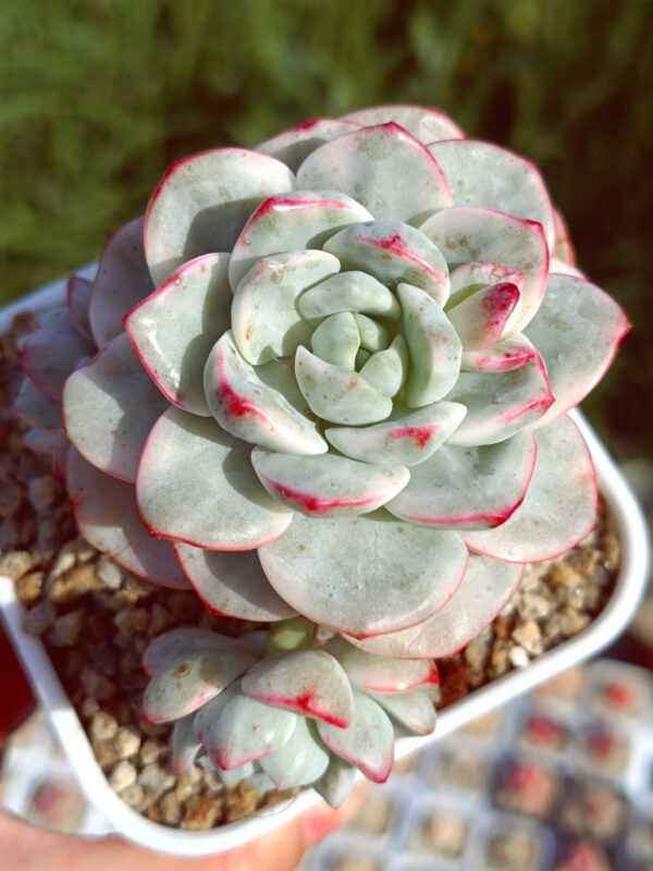x Sedeveria Pudgye variegata cluster