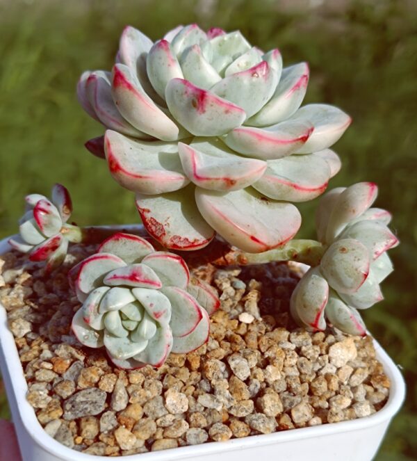 x Sedeveria Pudgye variegata cluster – Image 3