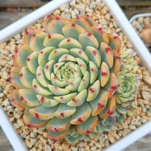 Echeveria Pink Minima variegata cluster