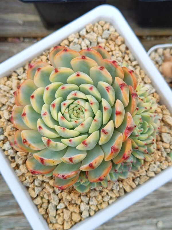 Echeveria Pink Minima variegata cluster