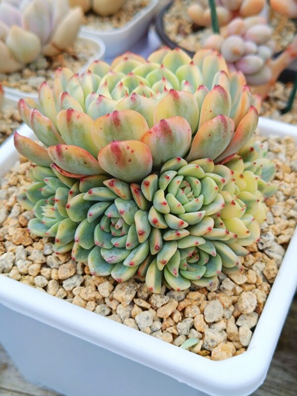 Echeveria Pink Minima variegata cluster – Image 2