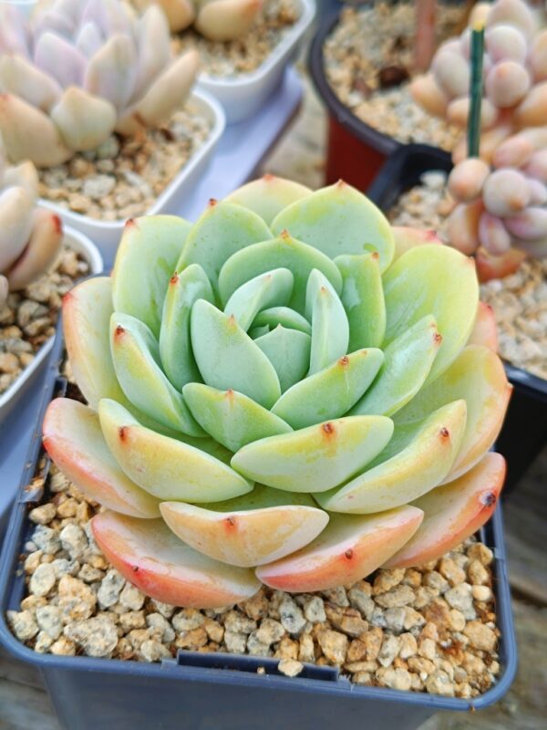 Echeveria Love Song L – Image 2