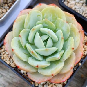 Echeveria Love Song L