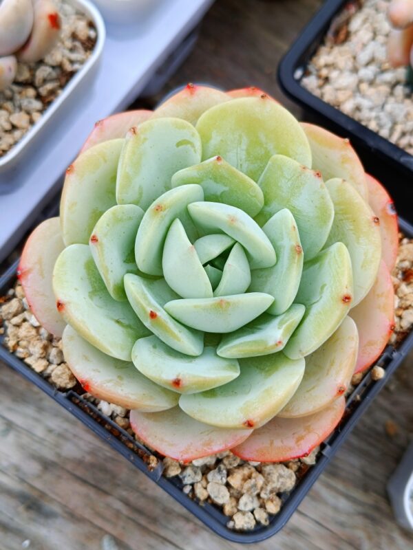 Echeveria Love Song L