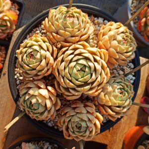 Echeveria Ben Badis Cluster