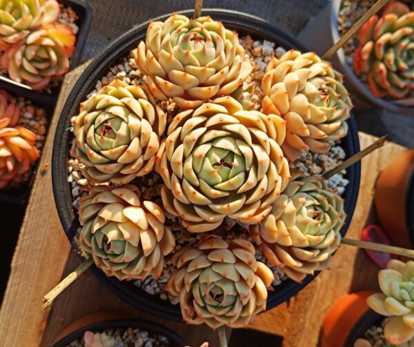 Echeveria Ben Badis Cluster