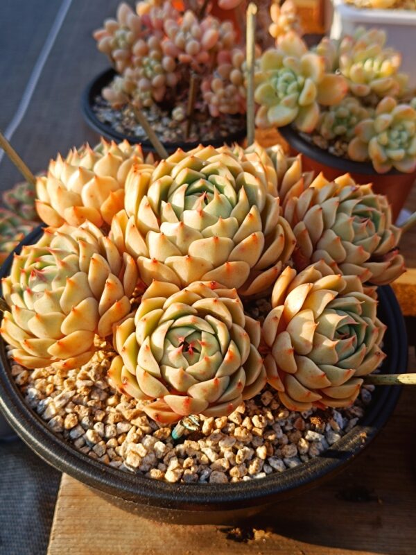 Echeveria Ben Badis Cluster – Image 2