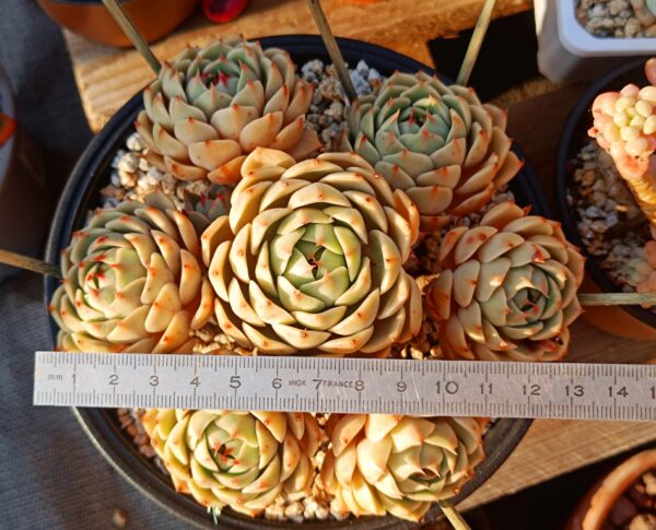 Echeveria Ben Badis Cluster – Image 3