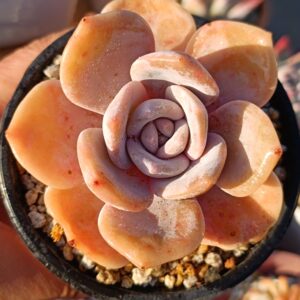 Graptoveria Black Tea
