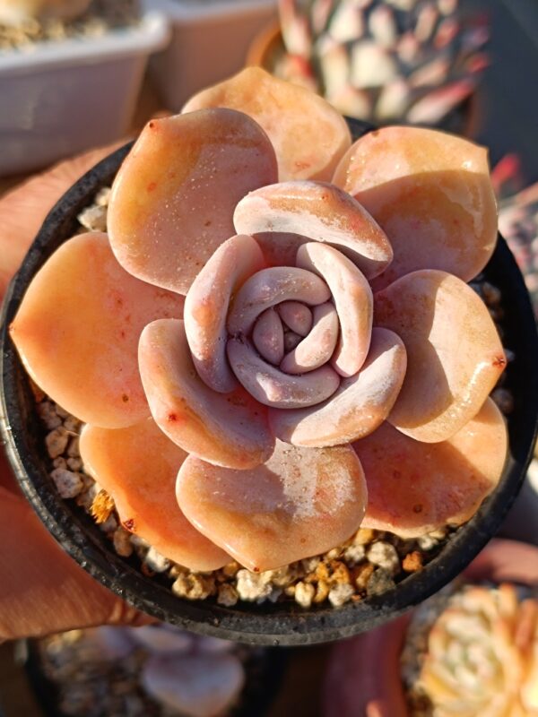 Graptoveria Black Tea