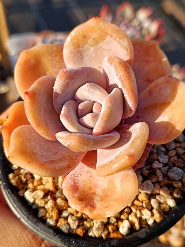 Graptoveria Black Tea – Image 2