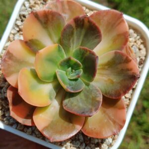 Echeveria Blue Metal variegata