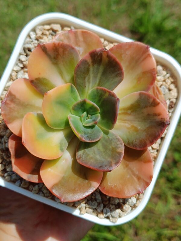 Echeveria Blue Metal variegata