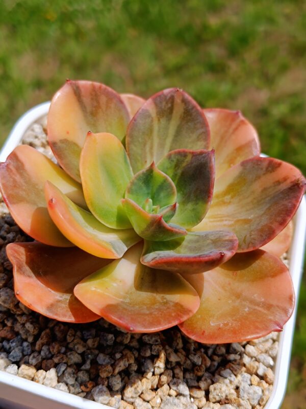 Echeveria Blue Metal variegata – Image 3