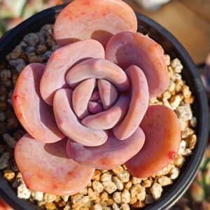 Graptoveria Black Tea