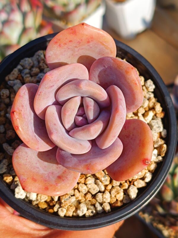 Graptoveria Black Tea