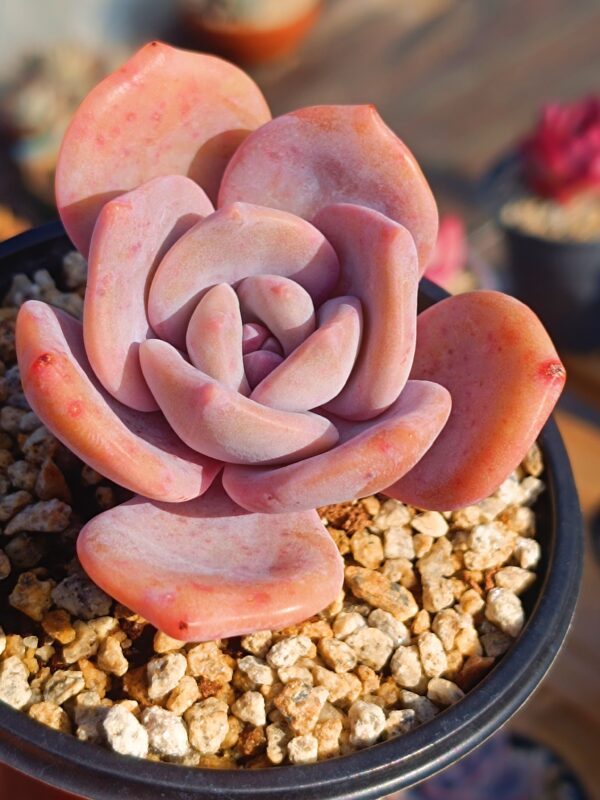 Graptoveria Black Tea – Image 2