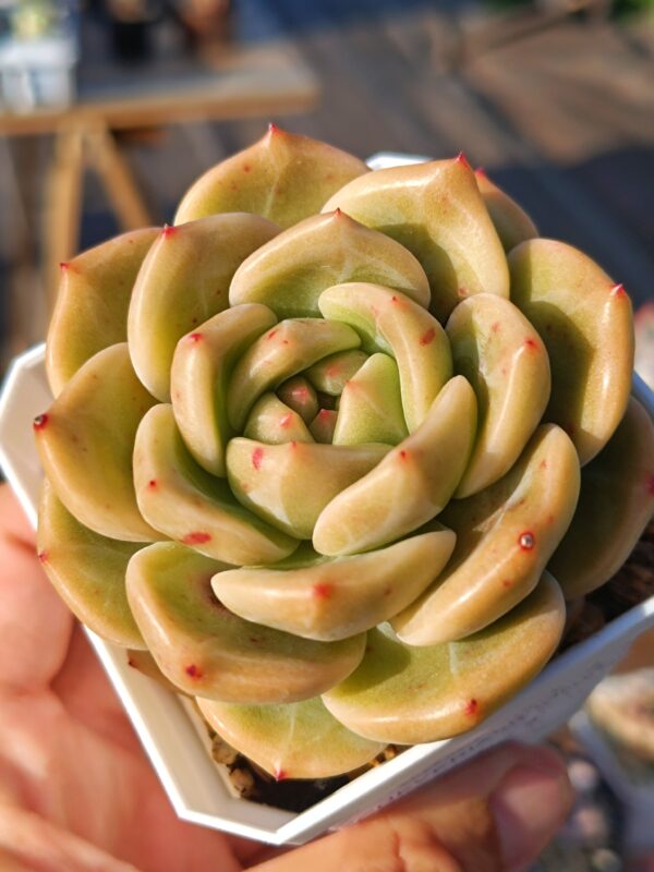 Echeveria Q Orange – Image 2