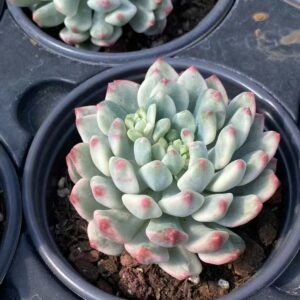 Sedeveria Blue Elf variegata