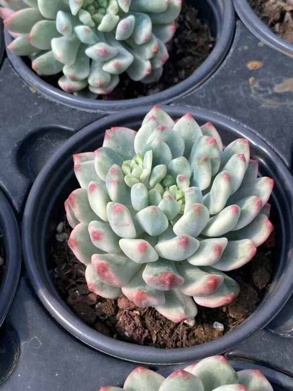 Sedeveria Blue Elf variegata
