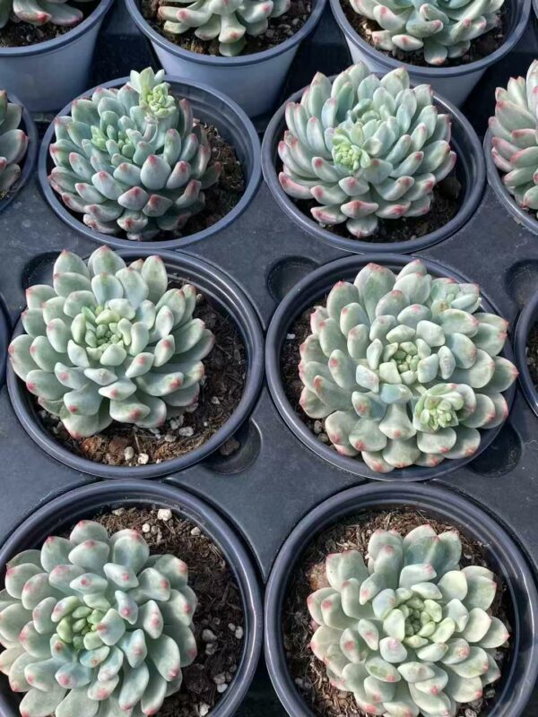 Sedeveria Blue Elf variegata – Image 2