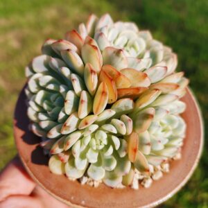 Echeveria Pink Minima variegata cluster